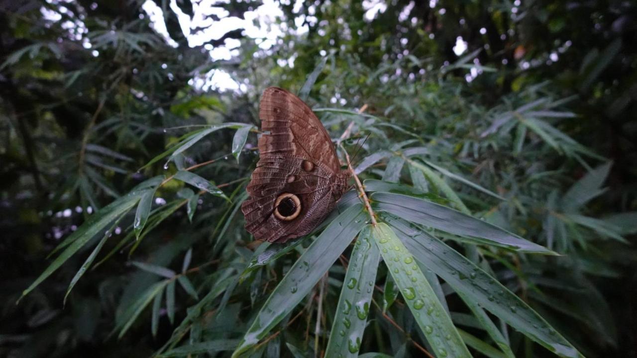 ホテル Osa De Rio ウビタ エクステリア 写真