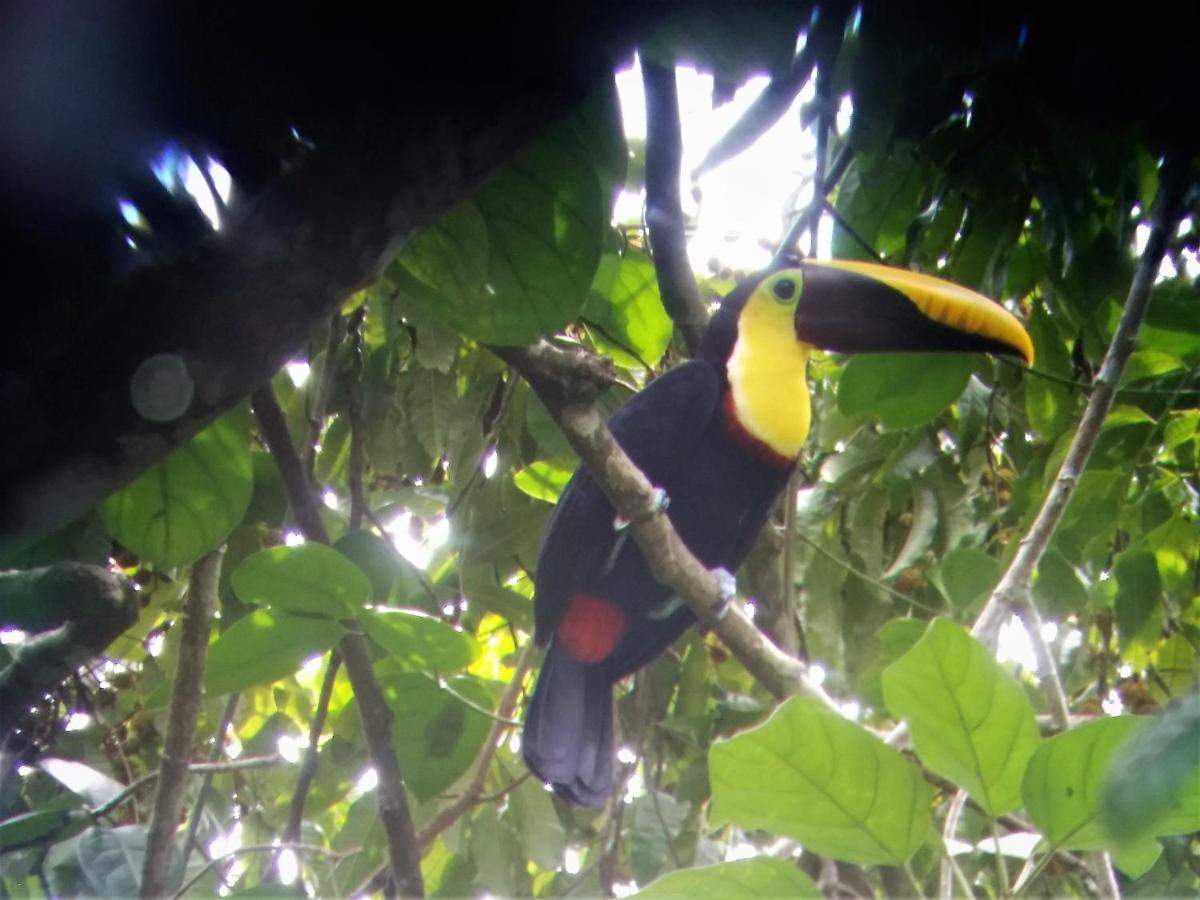 ホテル Osa De Rio ウビタ エクステリア 写真